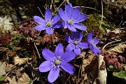 20 Erba trinita (Hepatica nobilis)